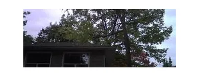 Entreprises 5 image BEECHWOOD TREE CO Tree Work & Forestry Services dans Brampton ON