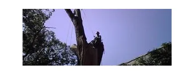 Entreprises 7 image BEECHWOOD TREE CO Tree Work & Forestry Services dans Brampton ON