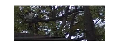 Entreprises 9 image BEECHWOOD TREE CO Tree Work & Forestry Services dans Brampton ON