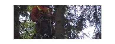 Entreprises 10 image BEECHWOOD TREE CO Tree Work & Forestry Services dans Brampton ON