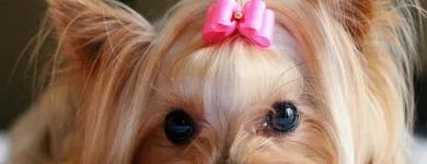 Business 4 image BEST MOBILE PET GROOMING Pet Grooming Services in Orléans ON