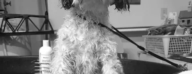 Business 6 image BEST MOBILE PET GROOMING Pet Grooming Services in Orléans ON