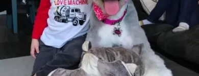 Business 10 image BESTIES PET SPA & CUISINE Pet & Animal Services in Belleville ON