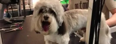 Business 11 image BESTIES PET SPA & CUISINE Pet & Animal Services in Belleville ON