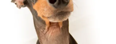 Business 16 image BESTIES PET SPA & CUISINE Pet & Animal Services in Belleville ON