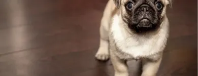 Business 6 image BESTIES PET SPA & CUISINE Pet & Animal Services in Belleville ON