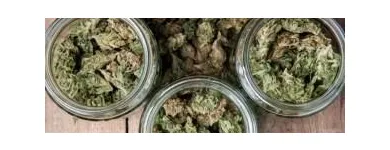 Entreprises 3 image BODYSTREAM MEDICAL CANNABIS CLINICS Health & Medicine dans London ON