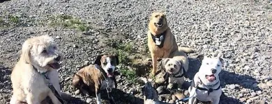 Entreprises 1 image BOWDOG Pet & Animal Services dans Calgary AB