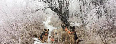 Entreprises 2 image BOWDOG Pet & Animal Services dans Calgary AB