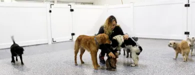 Entreprises 4 image BOWDOG Pet & Animal Services dans Calgary AB