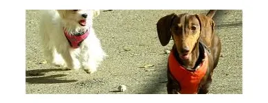 Business 2 image CANINE CAMPUS DOG DAYCARE AND SCHOOL LTD. Pet Sitters in Westbank BC