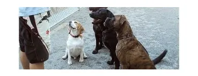 Business 4 image CANINE CAMPUS DOG DAYCARE AND SCHOOL LTD. Pet Sitters in Westbank BC