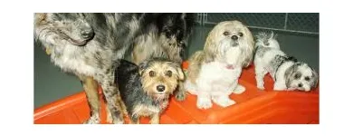 Business 1 image CANINE CAMPUS DOG DAYCARE AND SCHOOL LTD. Pet Sitters in Westbank BC