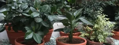 Business 2 image CAREFREE GREENERY LTD Real Estate & Home Improvement in North Vancouver BC