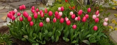 Business 10 image CAREFREE GREENERY LTD Real Estate & Home Improvement in North Vancouver BC