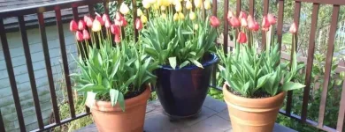 Business 11 image CAREFREE GREENERY LTD Real Estate & Home Improvement in North Vancouver BC