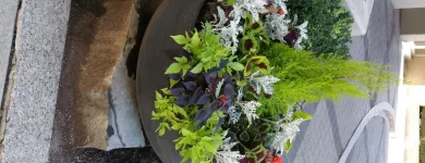 Business 15 image CAREFREE GREENERY LTD Real Estate & Home Improvement in North Vancouver BC