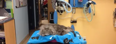 Business 1 image CLINIQUE VÉTÉRINAIRE ST JEAN BAPTISTE Veterinarians in Pointe-aux-trembles QC