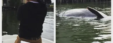 Entreprises 5 image COAL HARBOUR BOAT RENTALS travel & tourism dans Vancouver BC