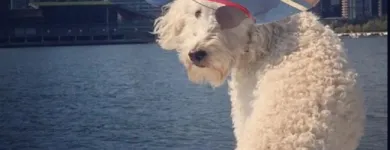 Entreprises 7 image COAL HARBOUR BOAT RENTALS travel & tourism dans Vancouver BC