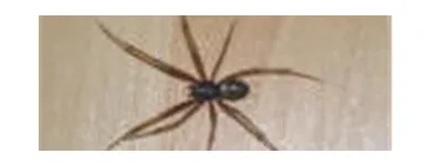 Business 4 image COASTAL PEST MANAGEMENT Pest & Vermin Control in Nanaimo BC