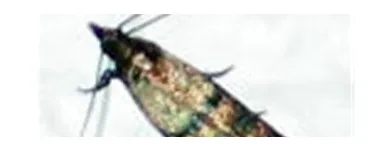 Business 5 image COASTAL PEST MANAGEMENT Pest & Vermin Control in Nanaimo BC