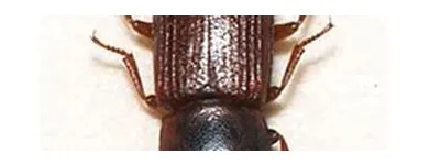 Business 6 image COASTAL PEST MANAGEMENT Pest & Vermin Control in Nanaimo BC