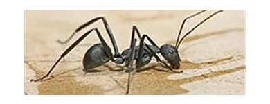 Business 7 image COASTAL PEST MANAGEMENT Pest & Vermin Control in Nanaimo BC