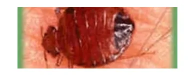 Business 8 image COASTAL PEST MANAGEMENT Pest & Vermin Control in Nanaimo BC