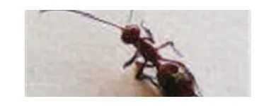 Business 9 image COASTAL PEST MANAGEMENT Pest & Vermin Control in Nanaimo BC