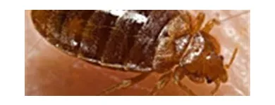 Business 10 image COASTAL PEST MANAGEMENT Pest & Vermin Control in Nanaimo BC