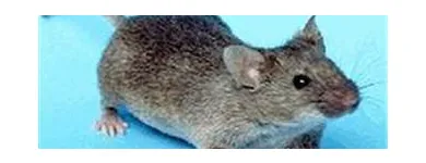 Business 1 image COASTAL PEST MANAGEMENT Pest & Vermin Control in Nanaimo BC