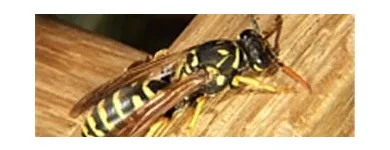 Business 2 image COASTAL PEST MANAGEMENT Pest & Vermin Control in Nanaimo BC