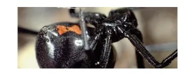 Business 3 image COASTAL PEST MANAGEMENT Pest & Vermin Control in Nanaimo BC