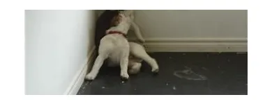 Business 3 image DOGGY STYLES PET SERVICES Pet Grooming Services in Etobicoke ON