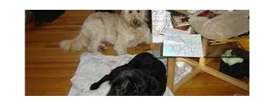 Business 4 image DOGGY STYLES PET SERVICES Pet Grooming Services in Etobicoke ON