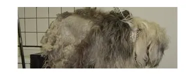 Business 5 image DOGGY STYLES PET SERVICES Pet Grooming Services in Etobicoke ON