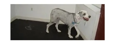 Business 7 image DOGGY STYLES PET SERVICES Pet Grooming Services in Etobicoke ON