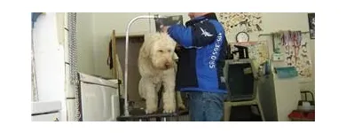 Business 2 image DOGGY STYLES PET SERVICES Pet Grooming Services in Etobicoke ON
