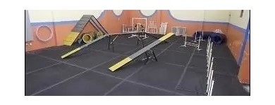 Business 2 image DOGSMART TRAINING & DAYCARE Pet Training in Vancouver BC