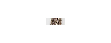 Entreprises 24 image FANCY LADYZ Clothing Stores dans Calgary AB