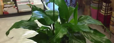 Entreprises 1 image FLEURISTE FLORAMICALE Shopping dans Montréal QC