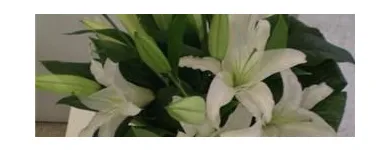 Business 6 image FLORIST CÔTE-VERTU Shopping in Saint-Laurent QC