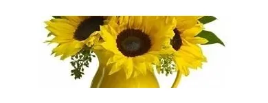 Business 3 image FOREST HILL FLORIST Shopping in Toronto ON