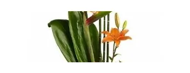 Business 4 image FOREST HILL FLORIST Shopping in Toronto ON