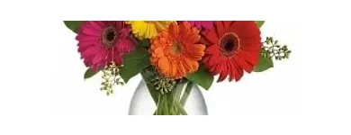 Business 5 image FOREST HILL FLORIST Shopping in Toronto ON