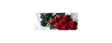 Business 7 image FOREST HILL FLORIST Shopping in Toronto ON