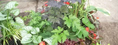 Entreprises 10 image GREEN THUMB GARDEN CENTRE Shopping dans Nepean ON
