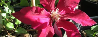 Entreprises 11 image GREEN THUMB GARDEN CENTRE Shopping dans Nepean ON