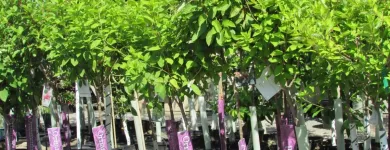 Entreprises 14 image GREEN THUMB GARDEN CENTRE Shopping dans Nepean ON